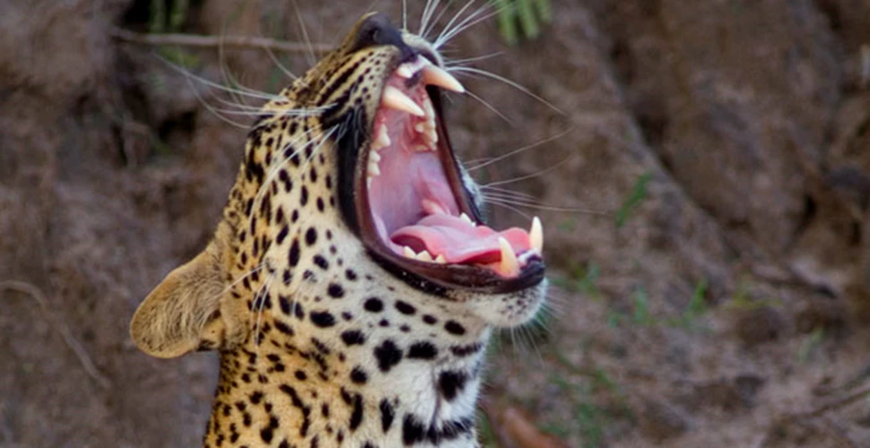 Razbunarea leopardului muribund (VIDEO)