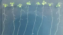 Cum știu plantele atunci când sunt „sătule”? Cercetătorii au descoperit un mecanism uimitor!