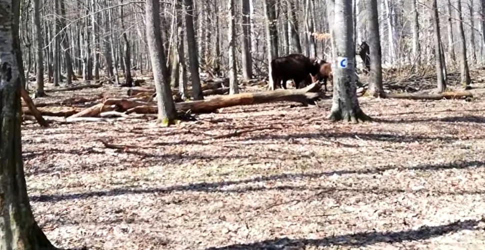 Zimbri care fug prin pădure, filmați în timpul unei misiuni de monitorizare