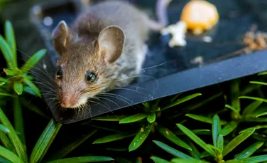 Șoarecii preferă să se împerecheze, în loc să mănânce, iar cercetătorii au înțeles de ce
