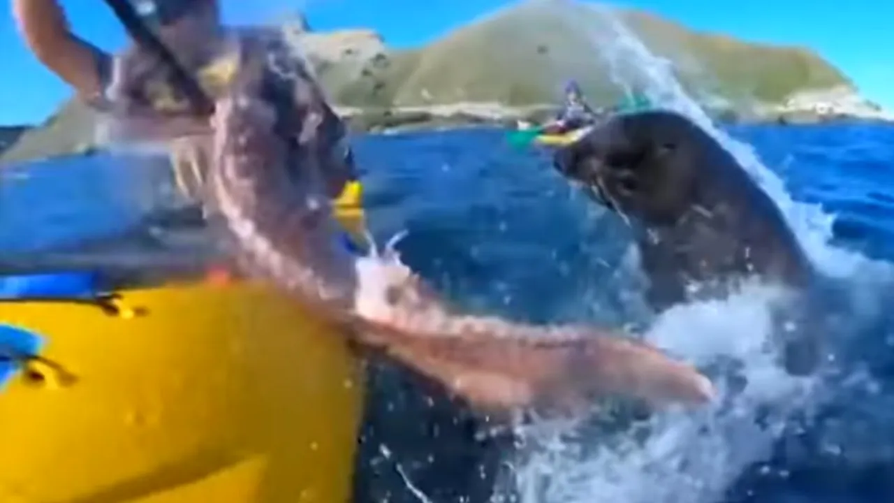 1-caracatita-foca-descopera-youtube 