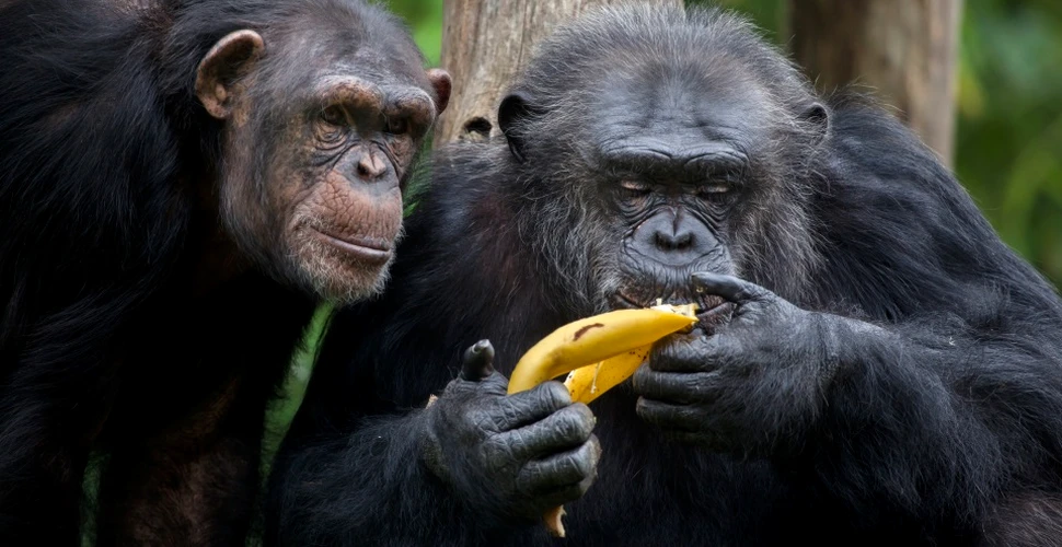 Dovadă surprinzătoare a altruismului la cimpanzeii sălbatici. Totuşi, acesta nu este necondiţionat
