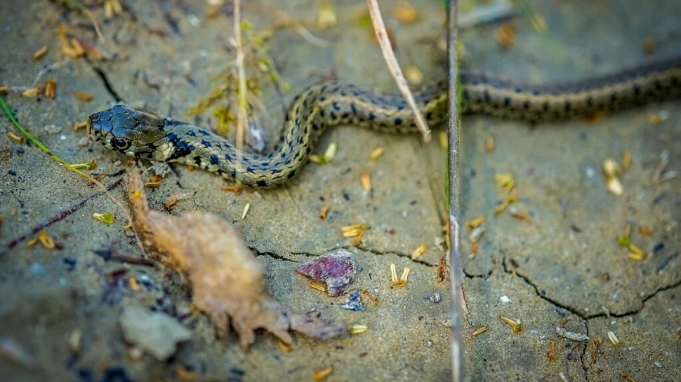 Șarpe de un metru, găsit pe etajera din baie, în Reșița
