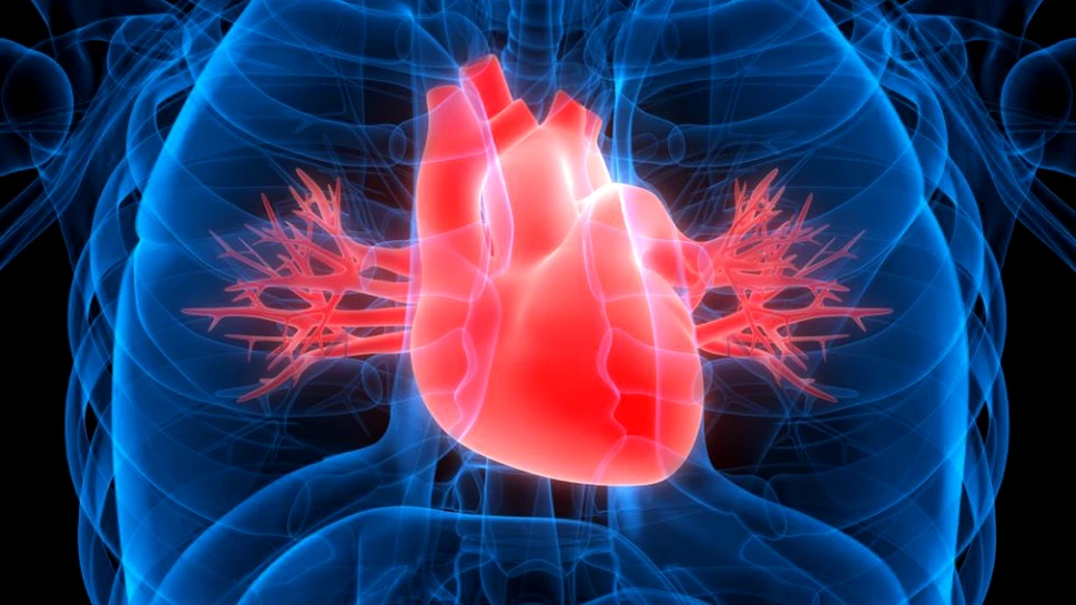 Se lucrează la prima inimă robotizată. Obţinută cu ajutorul celulelor stem şi al biotehnologiei, ar putea rezolva o problemă majoră