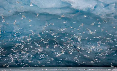Niveluri ridicate de mercur au fost găsite în păsările din Svalbard