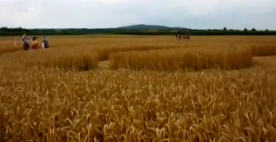 Cercuri misterioase au apărut într-un lan de grâu. Mii de oameni au venit să le vadă (VIDEO)