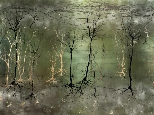 Asemănarea dintre copaci şi neuroni