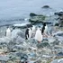Scădere alarmantă înregistrată de cea mai mare colonie de pinguini din lume. Care este cauza?