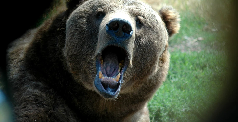 Serul de urs, cheia pentru îmbunătățirea calității vieții oamenilor. Ce au descoperit cercetătorii japonezi?