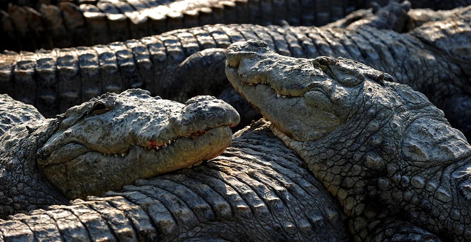 Crocodilii scapa din fermele lovite de inundaţii