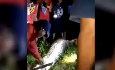 Descoperire ŞOCANTĂ: Un bărbat a fost găsit în burta unui şarpe de şapte metri