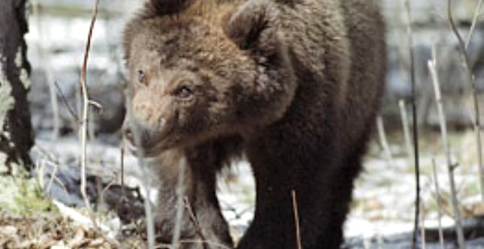 Atacul unui urs duce la moartea a doi geologi