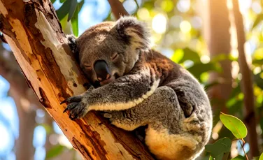 Test de cultură generală. De ce koala îmbrățișează mereu copacii?