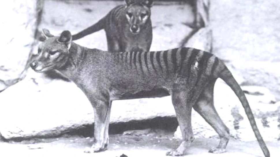 Lup marsupial/tigru tasmanian: noi dezvăluiri despre o specie dispărută