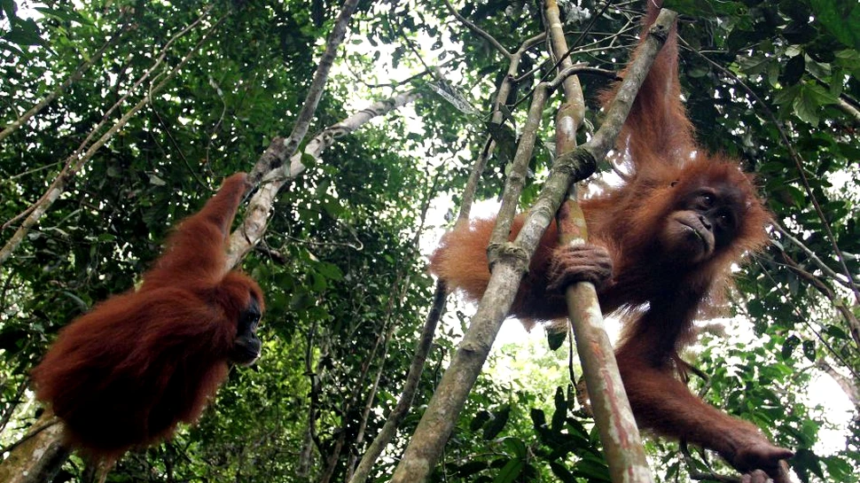 Gândirea urangutanilor îi uimeşte pe oamenii de ştiinţă