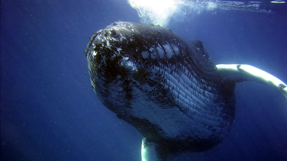 Balenele înghit microplastice într-un număr îngrozitor de mare