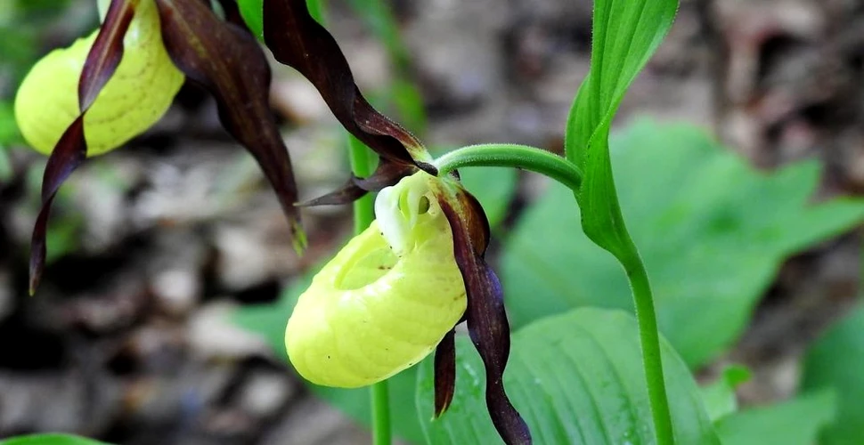 O orhidee sălbatică a înflorit în Parcul Natural Putna Vrancea