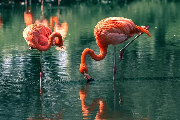 Păsările flamingo par să fi inspirat legenda fenixului