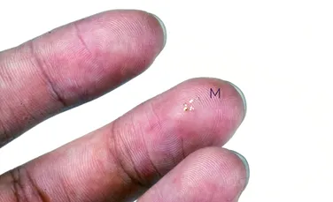 Microcipul cu aripi, cea mai mică structură zburătoare pe care oamenii au construit-o vreodată