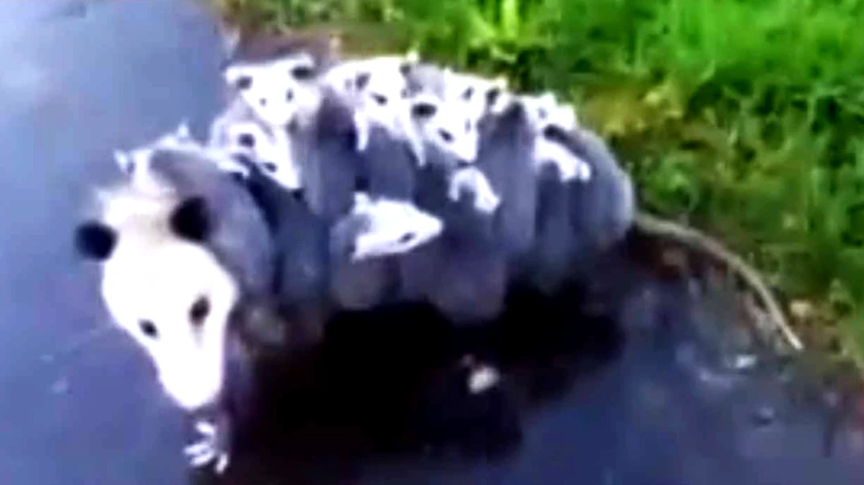 Cea mai GRIJULIE mamă. Îşi cară toţi cei 15 pui în spate – VIDEO viral