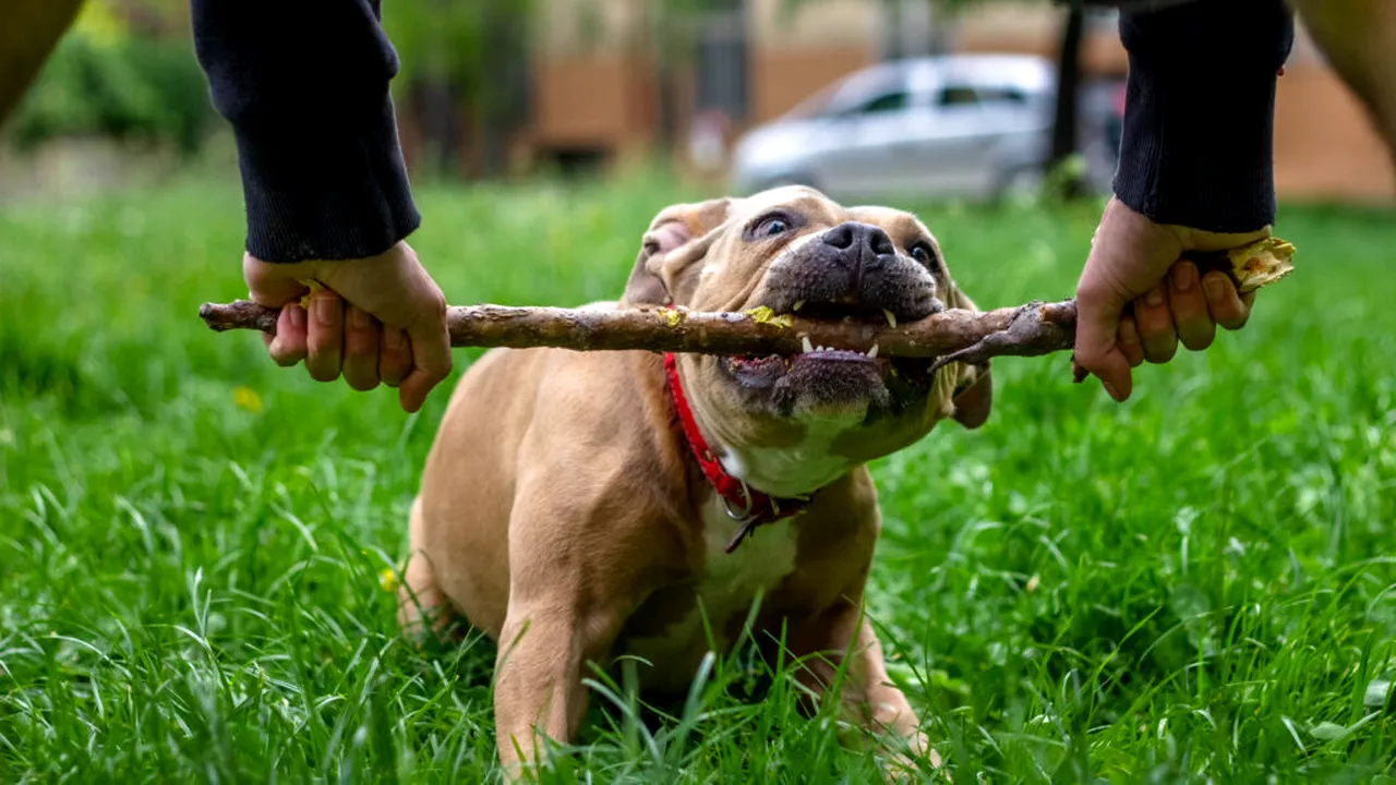 câini american bully 