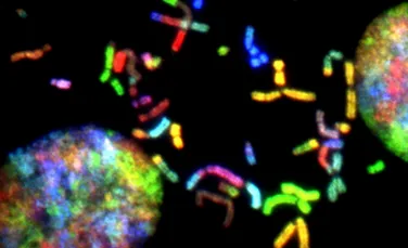 Oamenii de știință au reușit pentru prima oară secvențierea unui cromozom uman