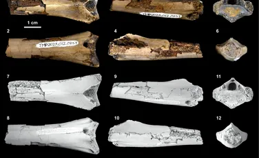 O fosilă rară de pterozaur dezvăluie o mușcătură de crocodilian de acum 76 de milioane de ani