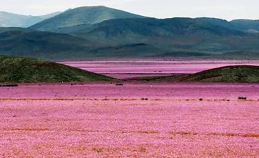 GALERIE FOTO. Deşertul Atacama, cel mai arid loc de pe pământ, a înflorit