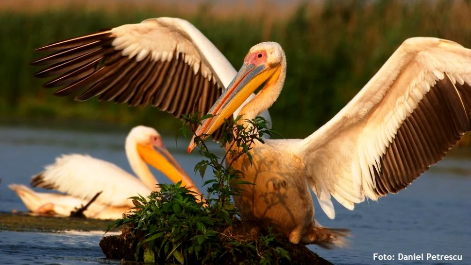 Câţi pelicani există în România. A fost înregistrat şi un record