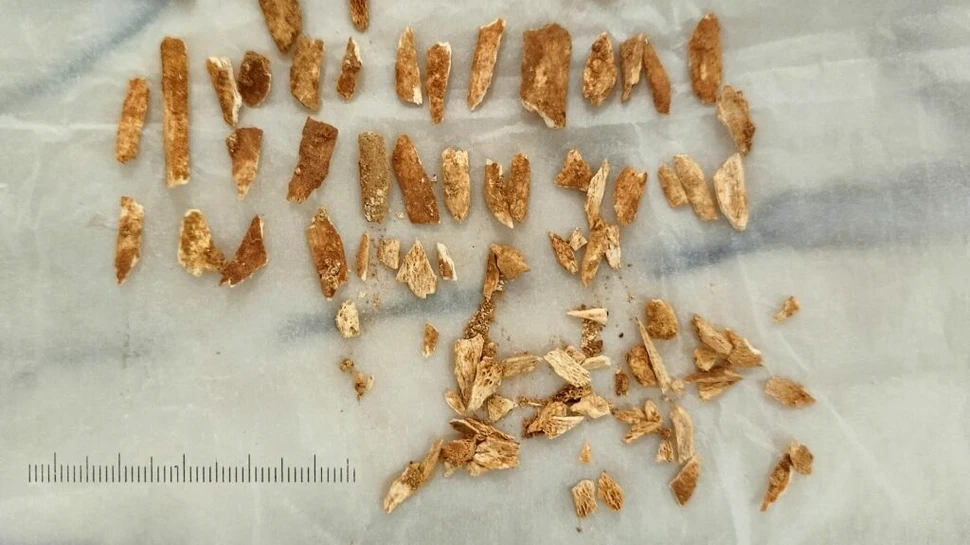 Oamenii de știință au datat rămășițele unui copil antic care seamănă atât cu oamenii, cât și neanderthalienii