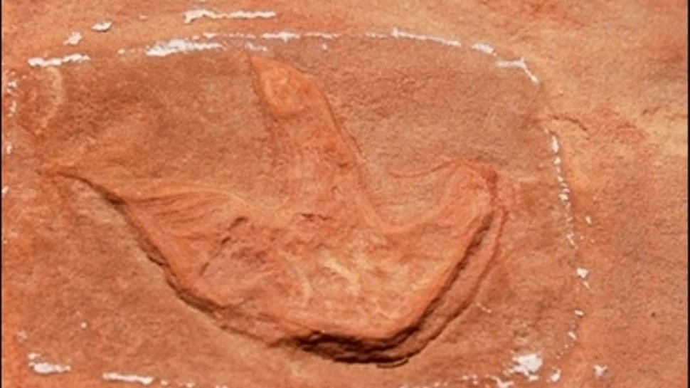 Urmele dinozaurilor au fost fotografiate din zbor