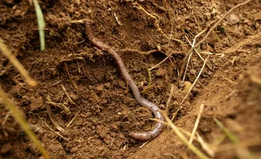 Biofibrele ar putea reprezenta o amenințare mai mare pentru mediu decât plasticul convențional