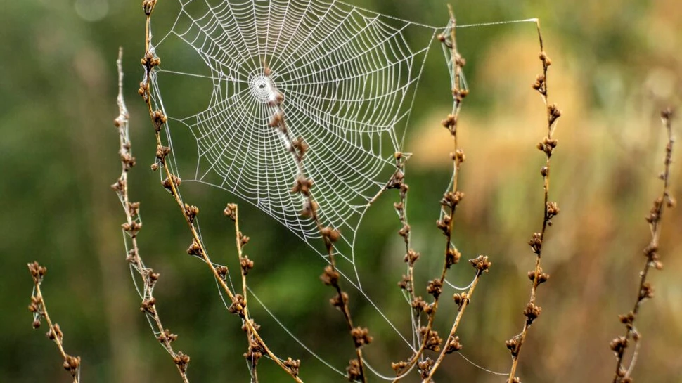 Cercetătorii au creat „mătasea de păianjen” care vindecă rănile diabetice