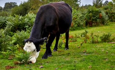 Fermierii au început să crească vaci rezistente la căldură