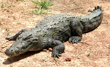 Un crocodil a ucis un pastor în timpul unei procesiuni de botezare a 80 de persoane