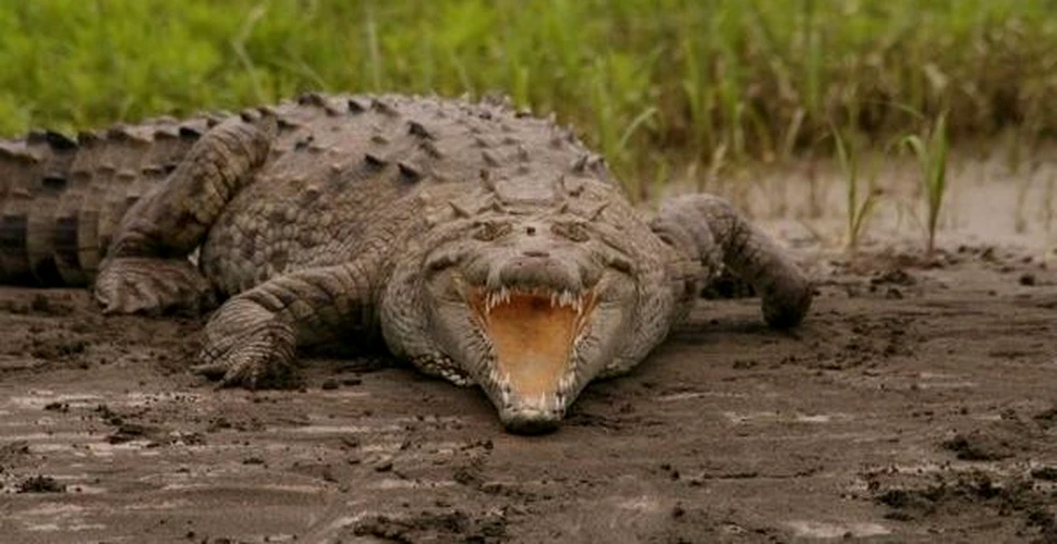 Crocodilii australieni, inculpati intr-un caz de disparitie