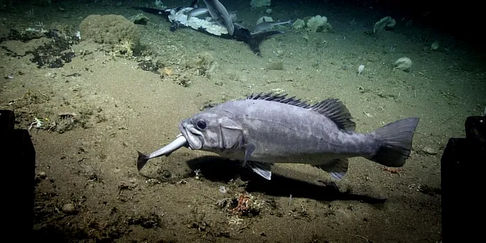 Imagini spectaculoase arată momentul în care un rechin este înghițit cu totul de un alt pește