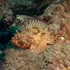 Omenirea, aproape de un obiectiv major cu privire la biodiversitatea globală