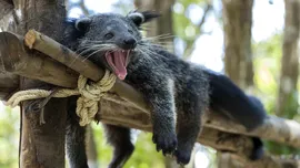 Binturongul: animalul din Asia care are un miros extrem de ciudat
