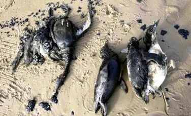 Sute de pinguini au fost gasiti morti pe plajele braziliene