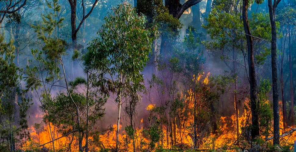 Dramatic! Incendiile din Australia au provocat moartea unui miliard de animale
