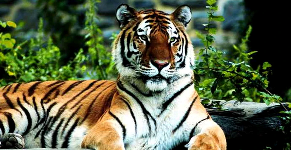 Populatia de tigri a scazut la jumatate