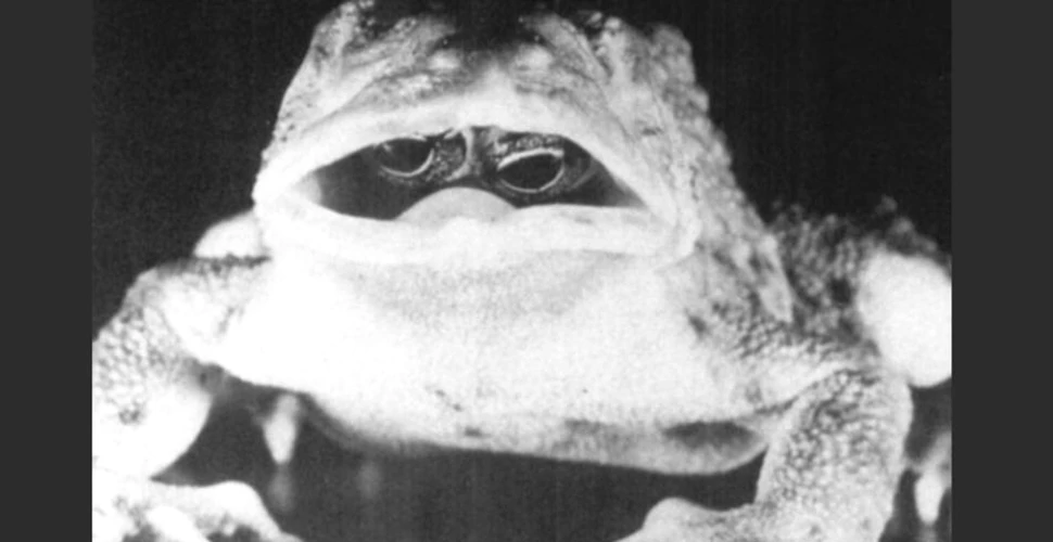 Mutaţie genetică bizară: această broască are ochii în gură