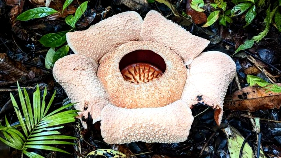 Cea mai urât mirositoare floare din lume ar putea dispărea în curând