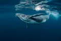 Cântecele balenelor traversează Pacificul și ar putea chiar să înconjoare planeta