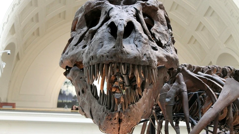 Fosila unui pui de T-Rex a fost scoasă la vânzare. Licitaţia stârneşte controverse puternice