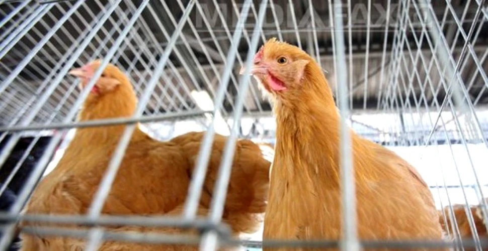 Într-o comună din judeţul Argeş au fost confirmate două cazuri de gripă aviară