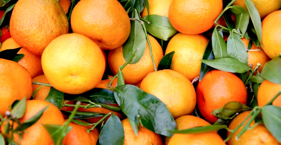 Test de cultură generală. Care este diferența dintre mandarine și clementine?