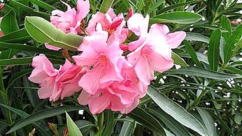 Este o floare foarte frumoasă, însă puţini ştiu cât rău poate face