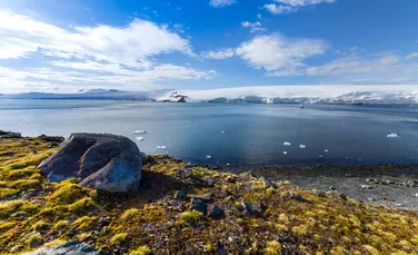Florile din Antarctica arată amploarea încălzirii globale